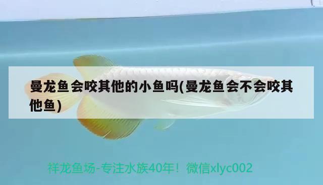 曼龍魚會咬其他的小魚嗎(曼龍魚會不會咬其他魚)