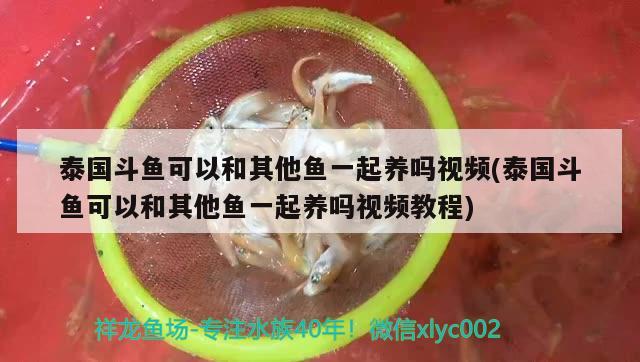 泰國(guó)斗魚(yú)可以和其他魚(yú)一起養(yǎng)嗎視頻(泰國(guó)斗魚(yú)可以和其他魚(yú)一起養(yǎng)嗎視頻教程)