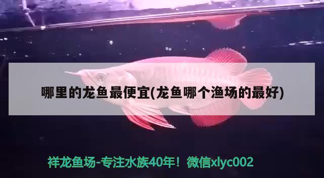 哪里的龍魚(yú)最便宜(龍魚(yú)哪個(gè)漁場(chǎng)的最好)