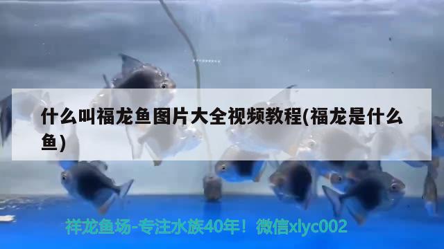 什么叫福龍魚圖片大全視頻教程(福龍是什么魚)