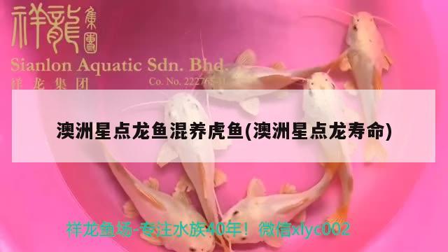 澳洲星點(diǎn)龍魚混養(yǎng)虎魚(澳洲星點(diǎn)龍壽命)