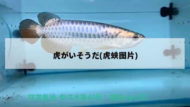 虎がいそうだ(虎蛺圖片) 觀賞魚