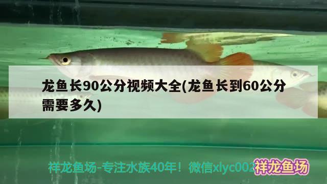 龍魚長90公分視頻大全(龍魚長到60公分需要多久) 祥龍龍魚魚糧