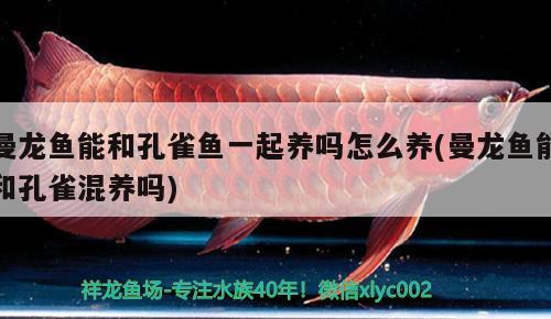 曼龍魚能和孔雀魚一起養(yǎng)嗎怎么養(yǎng)(曼龍魚能和孔雀混養(yǎng)嗎) 超血紅龍魚