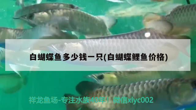 白蝴蝶魚(yú)多少錢(qián)一只(白蝴蝶鯉魚(yú)價(jià)格) 蝴蝶鯉