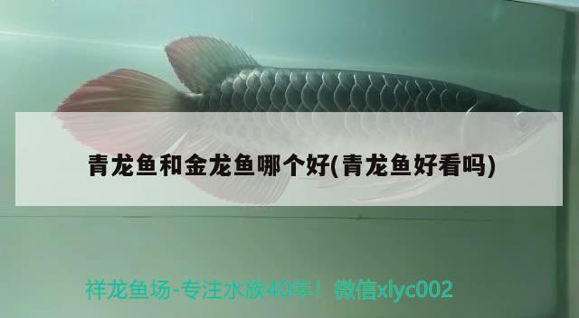 青龍魚(yú)和金龍魚(yú)哪個(gè)好(青龍魚(yú)好看嗎)