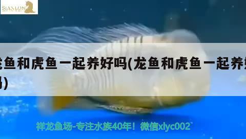 龍魚(yú)和虎魚(yú)一起養(yǎng)好嗎(龍魚(yú)和虎魚(yú)一起養(yǎng)好嗎) 虎魚(yú)百科