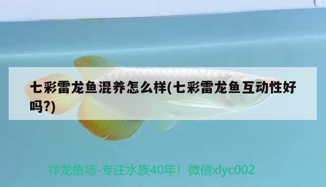 七彩雷龍魚混養(yǎng)怎么樣(七彩雷龍魚互動性好嗎?) 斑馬鴨嘴魚苗