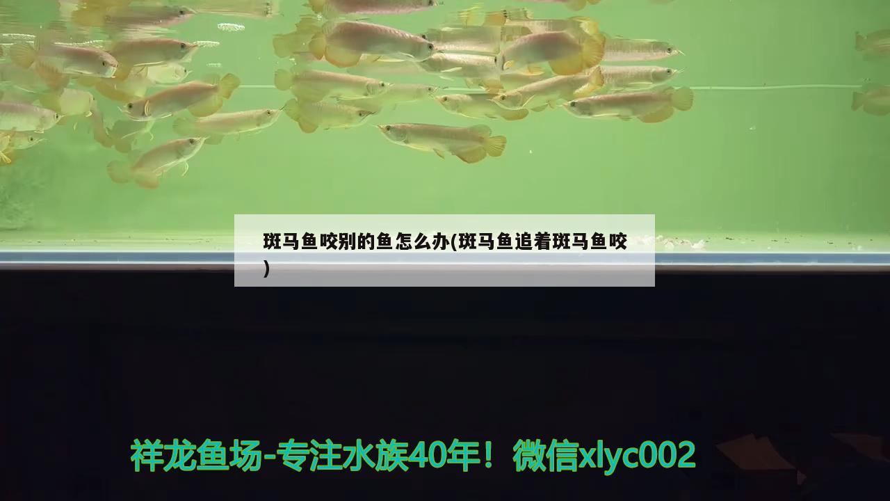 斑馬魚咬別的魚怎么辦(斑馬魚追著斑馬魚咬) 觀賞魚