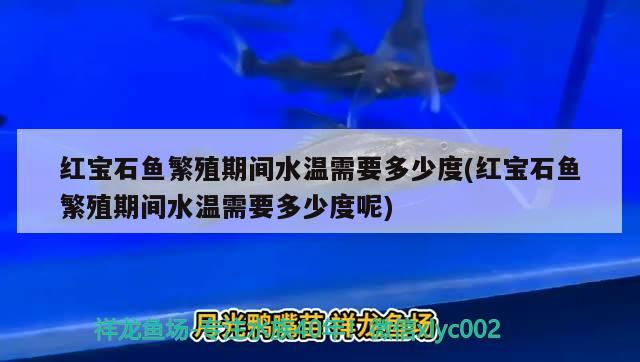 紅寶石魚(yú)繁殖期間水溫需要多少度(紅寶石魚(yú)繁殖期間水溫需要多少度呢) 觀賞魚(yú)