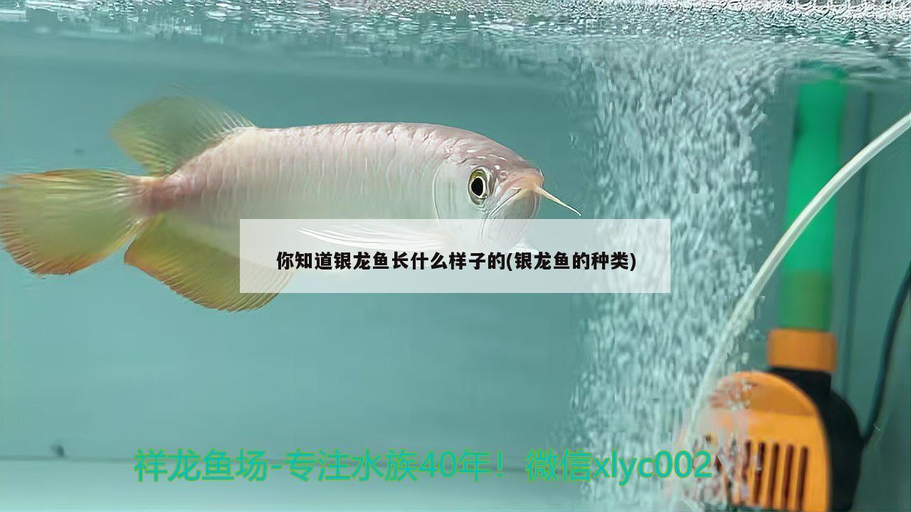 你知道銀龍魚長(zhǎng)什么樣子的(銀龍魚的種類)