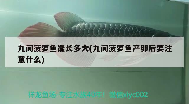 九間菠蘿魚能長多大(九間菠蘿魚產(chǎn)卵后要注意什么)