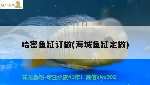 哈密魚缸訂做(海城魚缸定做) 女王大帆魚