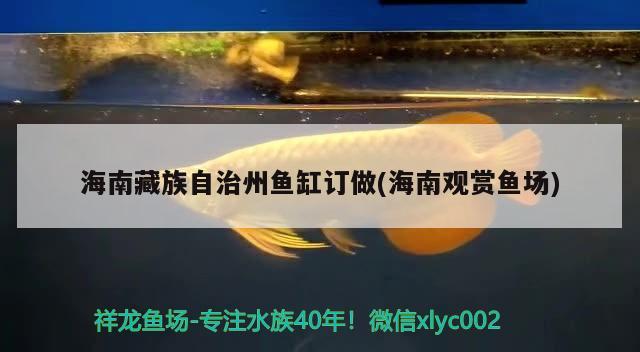 海南藏族自治州魚缸訂做(海南觀賞魚場) 進口元寶鳳凰魚