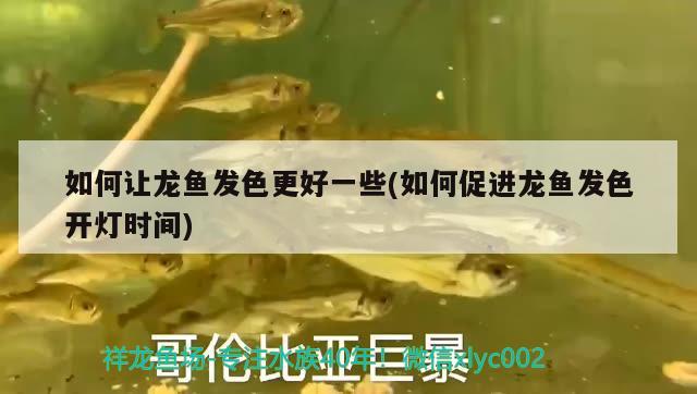 如何讓龍魚發(fā)色更好一些(如何促進(jìn)龍魚發(fā)色開燈時(shí)間) 狗仔（招財(cái)貓)魚苗