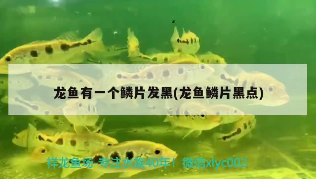 龍魚(yú)有一個(gè)鱗片發(fā)黑(龍魚(yú)鱗片黑點(diǎn)) 新加坡號(hào)半紅龍魚(yú)（練手級(jí)紅龍魚(yú)）