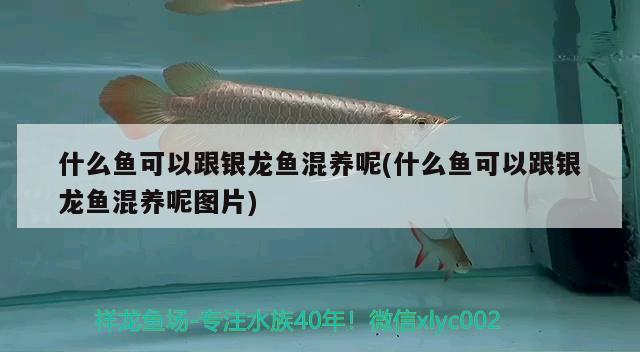 什么魚可以跟銀龍魚混養(yǎng)呢(什么魚可以跟銀龍魚混養(yǎng)呢圖片) 銀龍魚