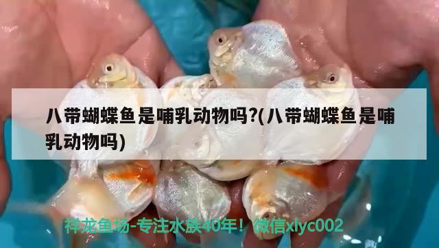 八帶蝴蝶魚是哺乳動物嗎?(八帶蝴蝶魚是哺乳動物嗎) 蝴蝶鯉