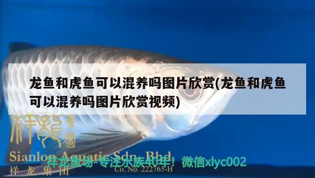 龍魚(yú)和虎魚(yú)可以混養(yǎng)嗎圖片欣賞(龍魚(yú)和虎魚(yú)可以混養(yǎng)嗎圖片欣賞視頻) 虎魚(yú)百科