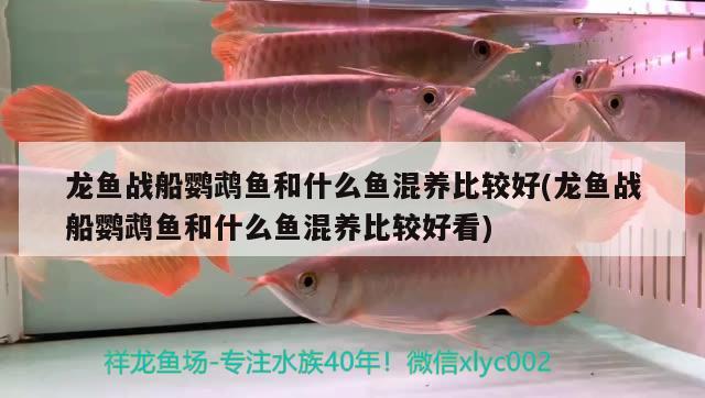 龍魚戰(zhàn)船鸚鵡魚和什么魚混養(yǎng)比較好(龍魚戰(zhàn)船鸚鵡魚和什么魚混養(yǎng)比較好看) 鸚鵡魚