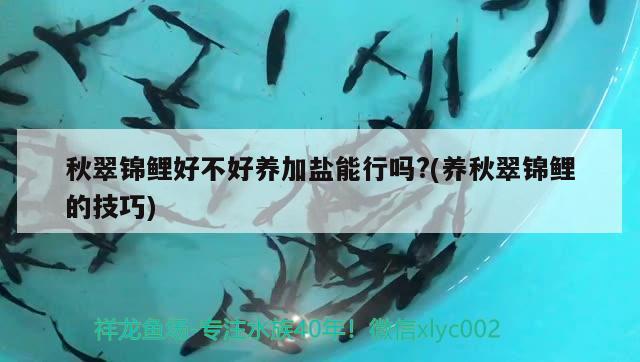 秋翠錦鯉好不好養(yǎng)加鹽能行嗎?(養(yǎng)秋翠錦鯉的技巧)