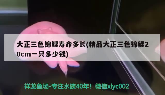 大正三色錦鯉壽命多長(精品大正三色錦鯉20cm一只多少錢) 三色錦鯉魚