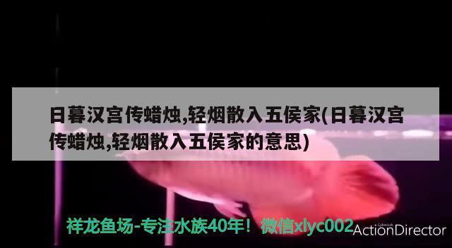 日暮漢宮傳蠟燭,輕煙散入五侯家(日暮漢宮傳蠟燭,輕煙散入五侯家的意思) 觀賞魚