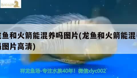 龍魚和火箭能混養(yǎng)嗎圖片(龍魚和火箭能混養(yǎng)嗎圖片高清) 其他益生菌