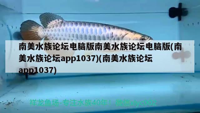 南美水族論壇電腦版南美水族論壇電腦版(南美水族論壇app1037)(南美水族論壇app1037)