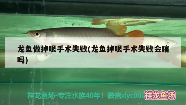 龍魚做掉眼手術失敗(龍魚掉眼手術失敗會瞎嗎) 蝴蝶鯉魚苗