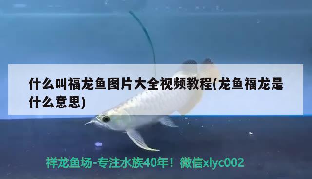 什么叫福龍魚圖片大全視頻教程(龍魚福龍是什么意思) 大嘴鯨魚