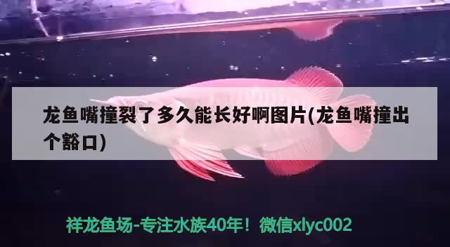 龍魚嘴撞裂了多久能長好啊圖片(龍魚嘴撞出個豁口)