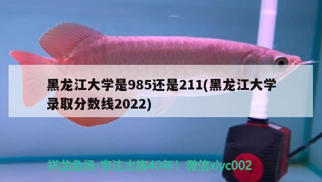 黑龍江大學(xué)是985還是211(黑龍江大學(xué)錄取分?jǐn)?shù)線2022)