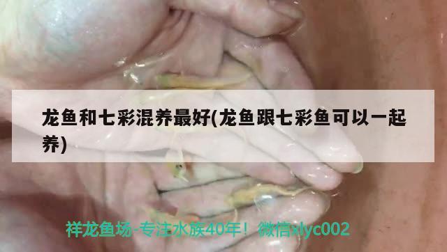 龍魚和七彩混養(yǎng)最好(龍魚跟七彩魚可以一起養(yǎng)) 夢幻雷龍魚