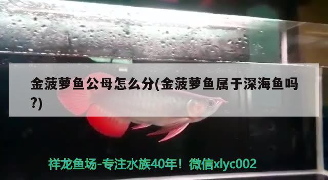 金菠蘿魚公母怎么分(金菠蘿魚屬于深海魚嗎?)