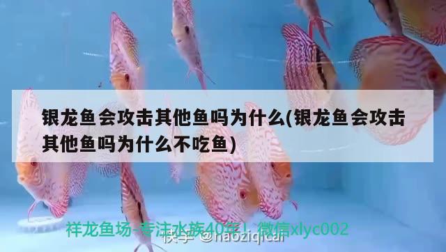 銀龍魚會攻擊其他魚嗎為什么(銀龍魚會攻擊其他魚嗎為什么不吃魚) 銀龍魚