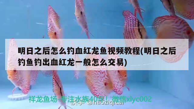 明日之后怎么釣血紅龍魚視頻教程(明日之后釣魚釣出血紅龍一般怎么交易)