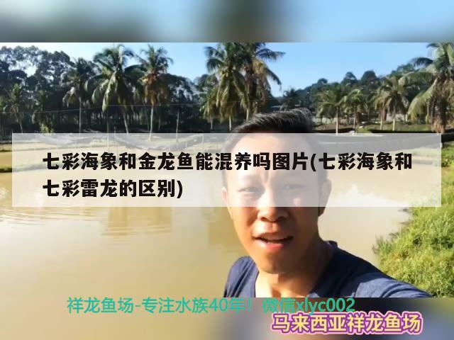 七彩海象和金龍魚能混養(yǎng)嗎圖片(七彩海象和七彩雷龍的區(qū)別)