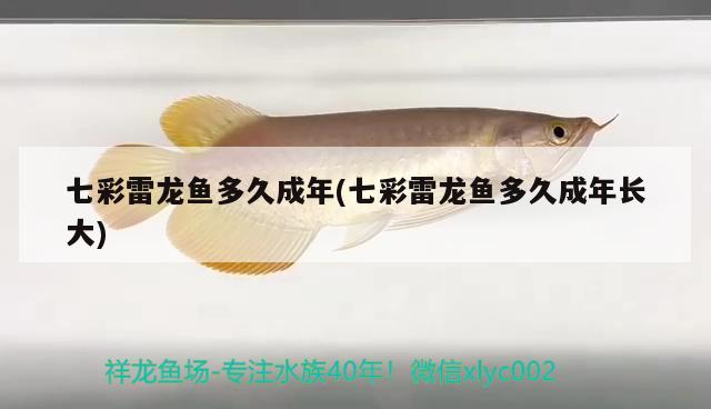 七彩雷龍魚多久成年(七彩雷龍魚多久成年長大)