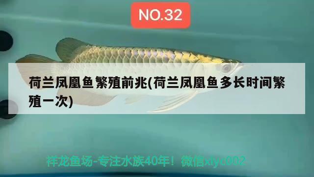 荷蘭鳳凰魚繁殖前兆(荷蘭鳳凰魚多長(zhǎng)時(shí)間繁殖一次) 觀賞魚