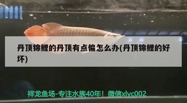 丹頂錦鯉的丹頂有點偏怎么辦(丹頂錦鯉的好壞) 丹頂錦鯉魚