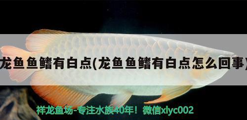 龍魚魚鰭有白點(龍魚魚鰭有白點怎么回事)