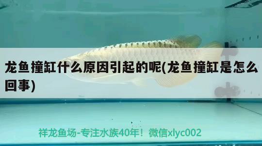 龍魚撞缸什么原因引起的呢(龍魚撞缸是怎么回事) 黃金貓魚