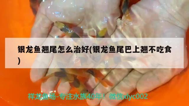 銀龍魚翹尾怎么治好(銀龍魚尾巴上翹不吃食)