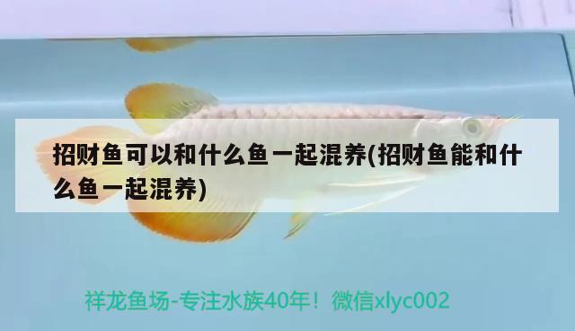 招財(cái)魚可以和什么魚一起混養(yǎng)(招財(cái)魚能和什么魚一起混養(yǎng))