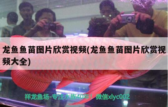 龍魚(yú)魚(yú)苗圖片欣賞視頻(龍魚(yú)魚(yú)苗圖片欣賞視頻大全)