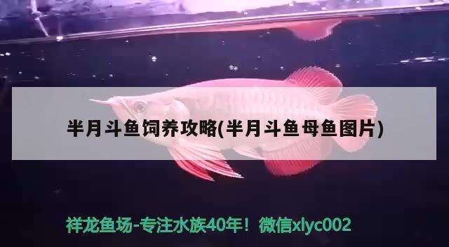 半月斗魚飼養(yǎng)攻略(半月斗魚母魚圖片) 觀賞魚