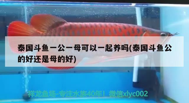 泰國(guó)斗魚(yú)一公一母可以一起養(yǎng)嗎(泰國(guó)斗魚(yú)公的好還是母的好) 泰國(guó)斗魚(yú) 第2張