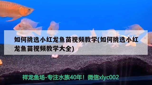 如何挑選小紅龍魚苗視頻教學(如何挑選小紅龍魚苗視頻教學大全) 高背金龍魚