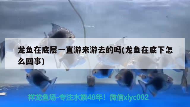 龍魚在底層一直游來(lái)游去的嗎(龍魚在底下怎么回事) 豬鼻龜